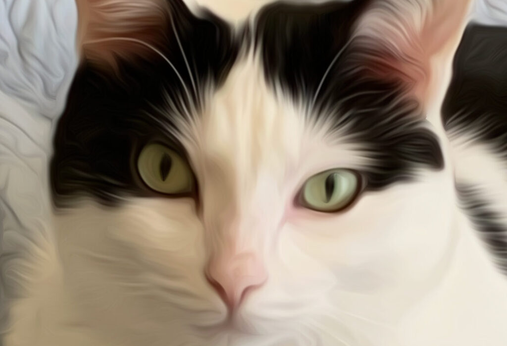 black and white cat oil painting