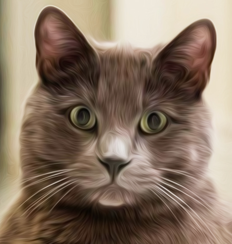 cat portrait